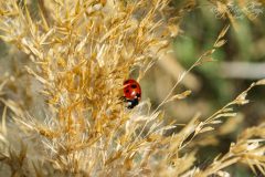 DSC0012_WM