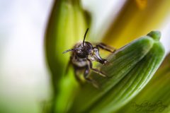 DSC1044_WM