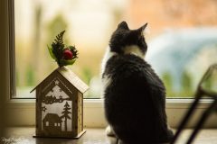 DSC_4811_WM