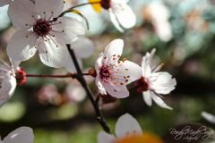 DSC0055_WM
