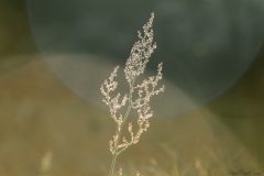 DSC_4553_WM