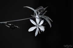 DSC_4561_WM