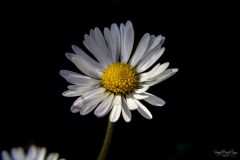 IMG_5631_WM